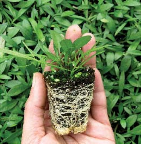 Coreopsis fig 3